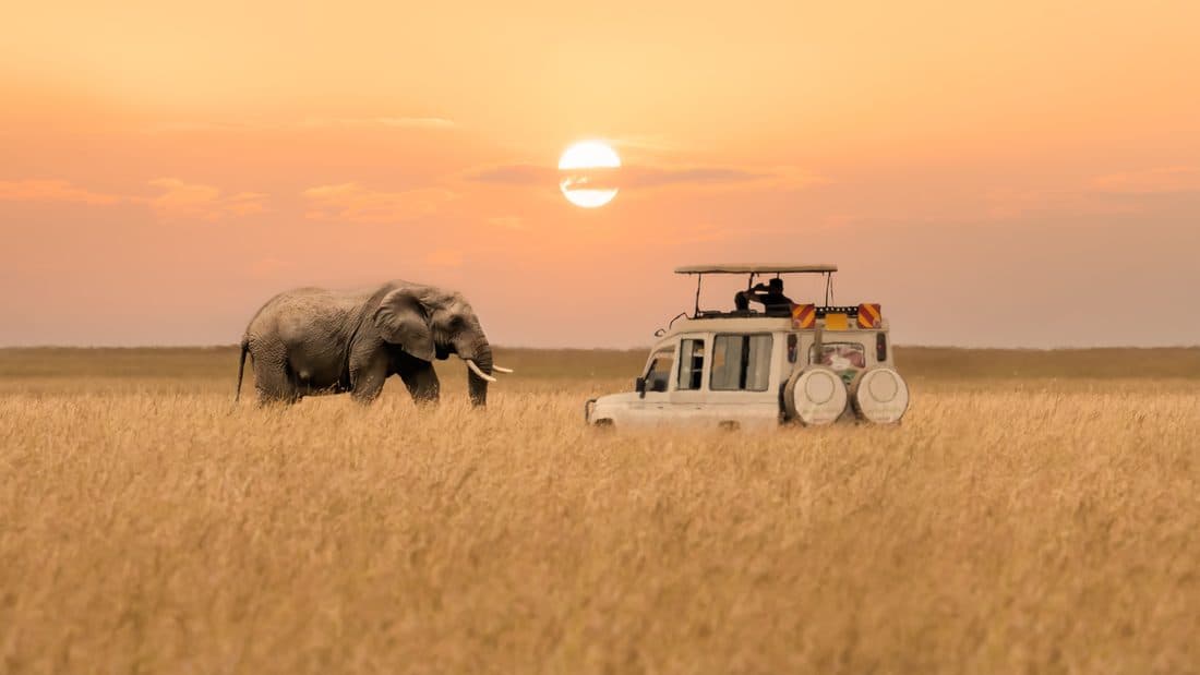 Game viewer and elephant on the plains